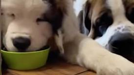 Video: Perros se pusieron celosos de su hermano pequeño mientras comía su comida