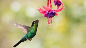 Venta ilegal de colibríes aumenta el Día de San Valentín por esta razón