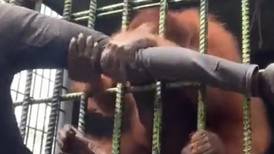 VIDEO | ¡Tremendo susto! Orangután atacó a un joven que quería grabarlo para sus redes sociales