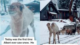 Camello bebé conoce la nieve por primera vez y su reacción se hizo viral| VIDEO
