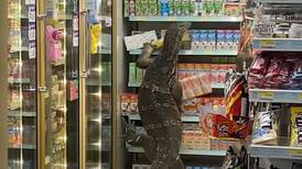 ¡Un excelente almuerzo!: Lagarto gigante causó conmoción cuando "saqueó" un supermercado en busca de comida