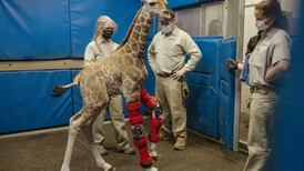 VIDEO| Tierna jirafa bebé volverá a caminar gracias a estos aparatos ortopédicos