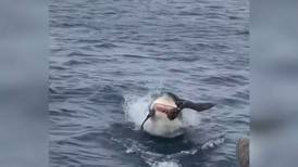 [VIDEO] Turistas captan momento en que un enorme tiburón blanco devoró a un ave que estaba en el océano