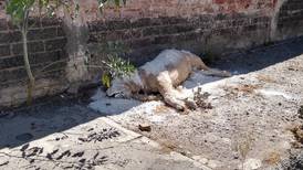 En las calles de Iztapalapa encontraron abandonado el cuerpo de un león