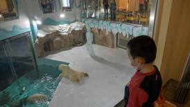 Polémica en China: Inauguran hotel con osos polares que hacen compañía a los huéspedes