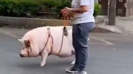 Mujer paseó a un cerdo con una correa por calles de la Ciudad de México