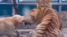 VIDEO | Perrito se enfrenta a tigre y se hace viral