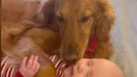 Video viral: Perrita Golden asombró con su "maternal" relación con una bebé en Estados Unidos