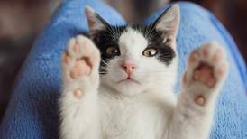 ¿Sabías que existen tres fechas en las que se celebra el Día Internacional del Gato?