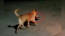 VIDEO | Perrito pasea con cabeza humana en el hocico en Zacatecas