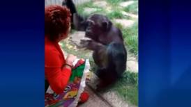 ¡Insólito! Un zoológico acusa a mujer de tener un “romance” con un chimpancé