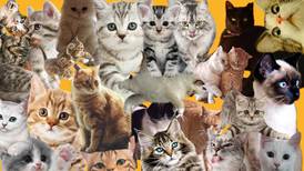 Día Internacional del Gato: Resuelve el Acertijo visual y dinos que animal no pertenece a esta imagen
