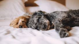 Diabetes en perritos y gatos: ¿Qué es y cómo evitar que la padezcan tus mascotas?