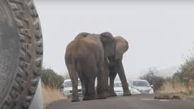 Video: Elefantes se pelean en medio de una autopista arrasando con todo a su paso en Sudáfrica