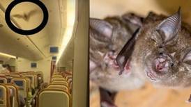 VIDEO| Pánico en el aire: avión aterrizó de emergencia en India por murciélago que iba a bordo