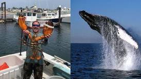 Pescador logró sobrevivir luego de ser tragado por una ballena jorobada en Estados Unidos