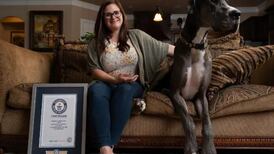 Récord Guinness: Este es el perro más alto del mundo ¡No creerás su estatura!