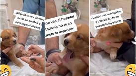 VIDEO | Cachorrito hace drama por inyección y se vuelve viral