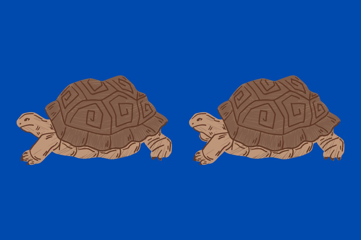 dos tortugas que parecen iguales, pero tienen cuatro sutiles diferencias.