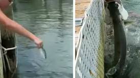 VIDEO | Un pez gigante casi “come” el brazo de una adolescente: Te dejará sin aliento