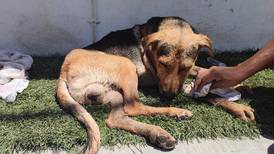 Reportan fallecimiento de ‘Stich’, perrito que fue violentado en Chilpancingo por hurtar una pieza de pan