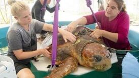 FOTOS| Rescatan a tortuga gigante que fue atacada por un tiburón; estaba embarazada