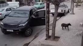 VIDEO | Insólito accidente: un perro subió a una camioneta y la chocó contra una casa