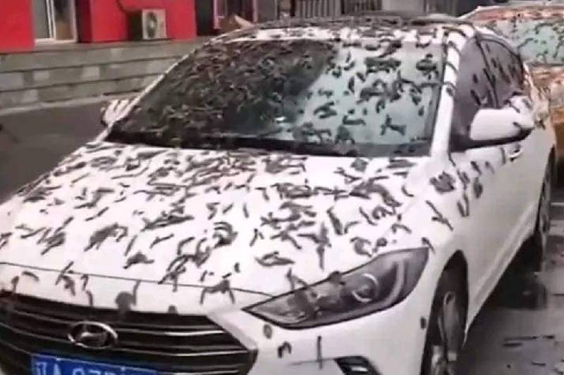 Lluvia de gusanos en China: la verdad detrás el fenómeno viral.