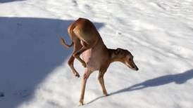 VIDEO | Perrito camina de peculiar forma porque odia la nieve y se hace viral