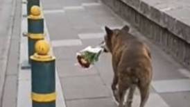 VIDEO | Perrito se hacer viral al llevar flores al funeral de su dueño y demostrar su amor incondicional