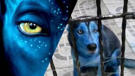 VIDEO | "Perro Avatar" se hace viral en redes sociales