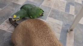 VIDEO | Loro se hace viral tras picarle la cola a perrito y reírse a carcajadas