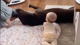 Video:¡Enternecedor! Perro se puso celoso de la pequeña bebé de sus  dueños