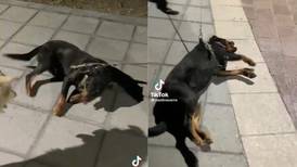 Perrito hace berrinche para que su dueño lo deje jugar y se hace viral| VIDEO