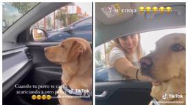 Video | Mira el enojo de este perrito al descubrir que su dueña le era infiel con otro can