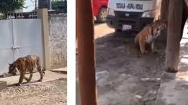 VIDEO | Captan a tigre de bengala caminar por calles de Tecuala, Nayarit