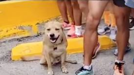 VIDEO | “Chicles”, el perrito que corrió una maratón y casi gana