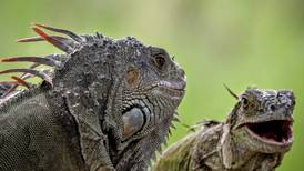 ¿Qué es la lluvia de iguanas que tiene sorprendidos a los habitantes de Estados Unidos?