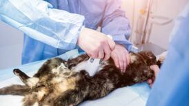 ¿Dónde puedo esterilizar a mi gato gratuitamente en CDMX?