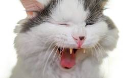 [VIDEO] Astuto, travieso y adorable: Gatito le robó la dentadura postiza a una anciana