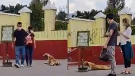 VIDEO: Perrito se hace viral por engañar a turistas para recibir caricias