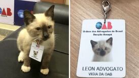 FOTOS| Abogados contrataron a un gatito para su firma
