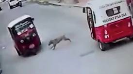 VIDEO | Perrito se vuelve viral al chocar con un mototaxi y no salir lastimado