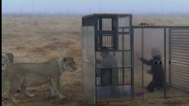 Video: Crean un zoológico inverso, los humanos son encerrados y leones observan