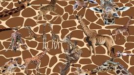 Acertijo visual: ¿Dónde está  la jirafa bebé? Tienes 10 segundos
