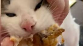 Video: Gatito no quería soltar un trozo de pollo de KFC, se hizo viral