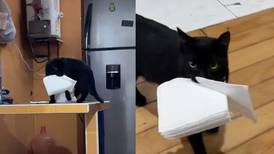 ‘El gatito más obediente del mundo’: michi se hace viral por llevarle servilletas a su humana