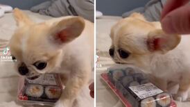 VIDEO| Perrito defiende su sushi y se viraliza