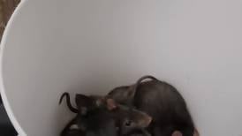 [VIDEO] Serpiente saca a 14 ratas de la pared de una casa