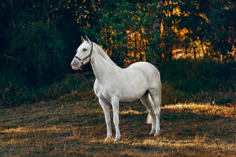 Test de personalidad: Elige un caballo para saber qué tan vanidoso eres